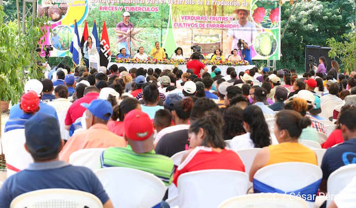 presentan-estrategia-para-produccion-raices-tuberculos-nicaragua